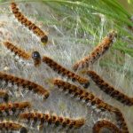 Dermatite da processionaria: rimedi