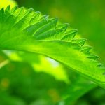 Orticaria: le nuove linee guida