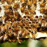 Dalle api una possibile cura contro la dernatite atopica